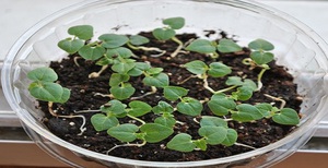 Нюанси на отглеждане на растение абутилон от семена у дома