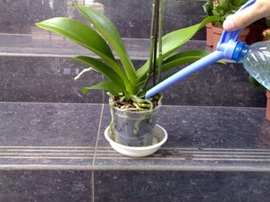 Кога да поливате орхидея