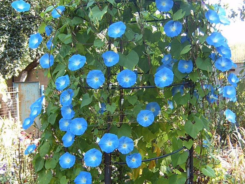 Сини цветя на утринна слава