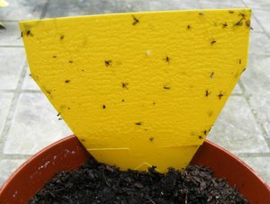 Методи за премахване на мушиците
