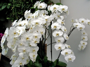 Орхидея бяла