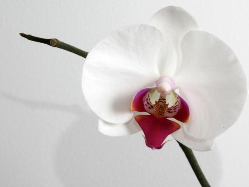 Цветове на орхидеи