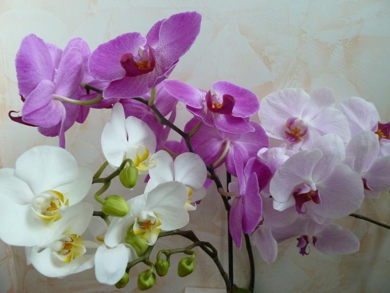 Орхидеи цветя