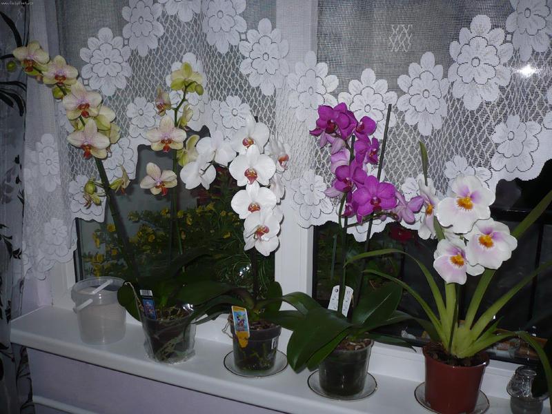 Деликатно растение орхидея