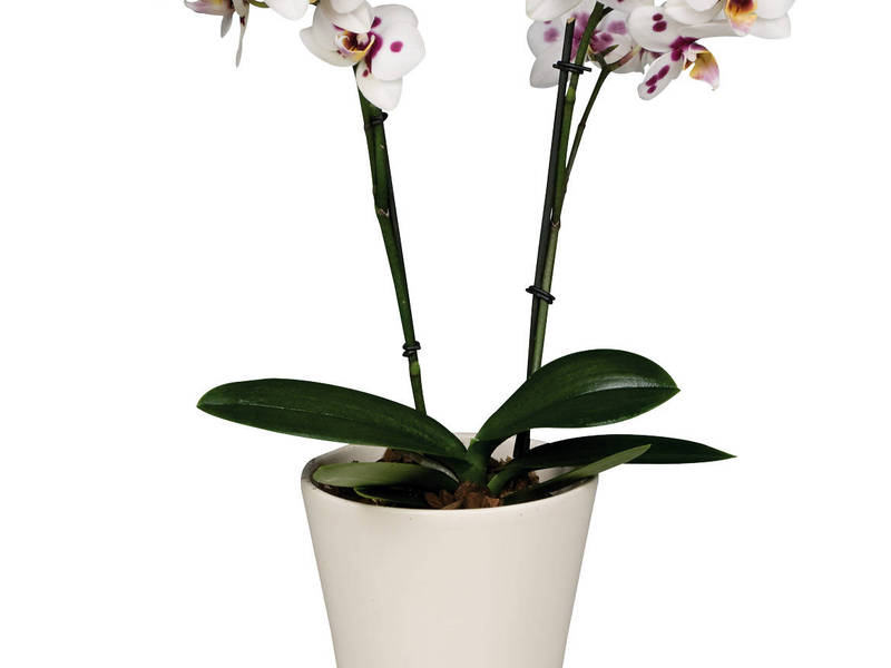 Как да се грижим за бяла орхидея