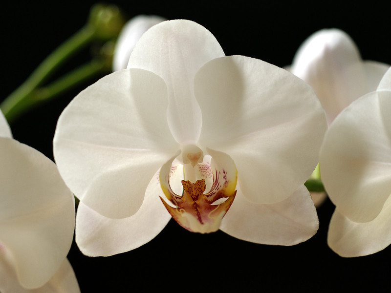 Сортове орхидеи
