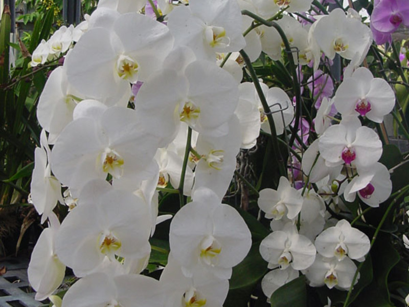 Популярността на орхидеята е безспорна и постоянна
