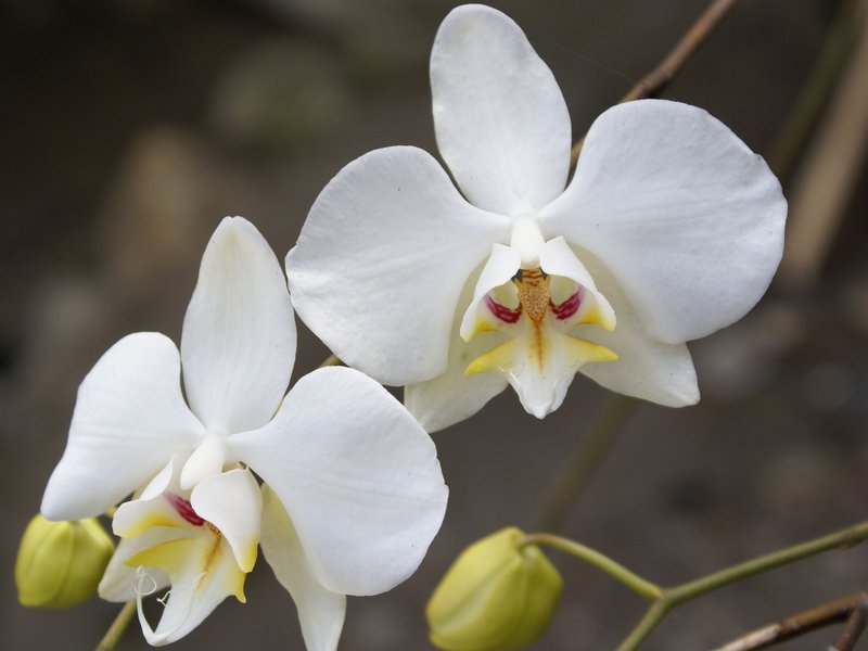Колко време цъфти една орхидея