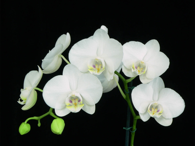 Цветове на орхидеи