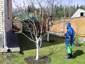 كيفية معالجة أشجار التفاح في الربيع