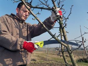 Съвети от опитни градинари за това как да режете ябълкови дървета през пролетта