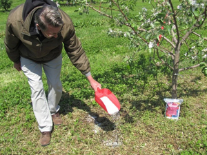 Средства за пролетно торене на ябълкови дървета и методи