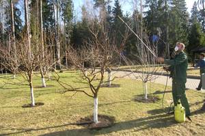 Превантивни мерки за защита на ябълковите дървета от болести