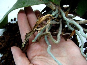 Описание на причините за прегряване на кореновата система на орхидеите