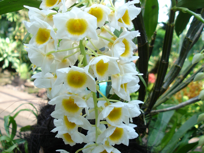 Специален вид орхидея
