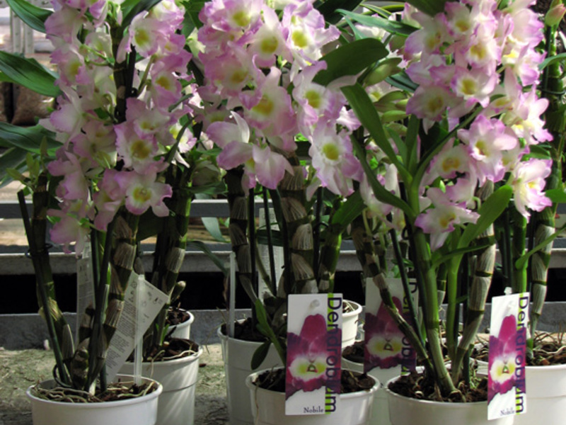 Къде можете да си купите орхидея