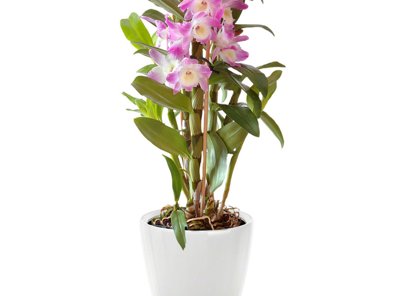 Домашни орхидеи