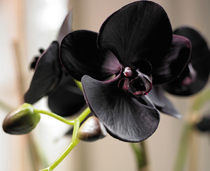 Тъмната орхидея - как да се грижим