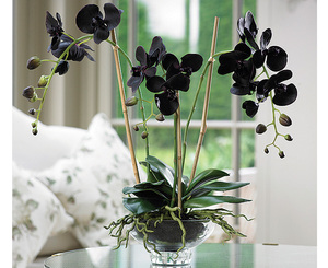 Какви условия харесва черна орхидея