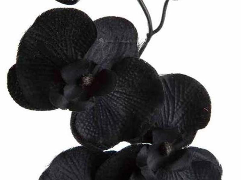 Тъмната орхидея - как да се грижим