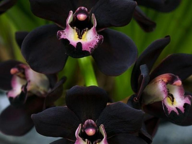 Видове черни орхидеи