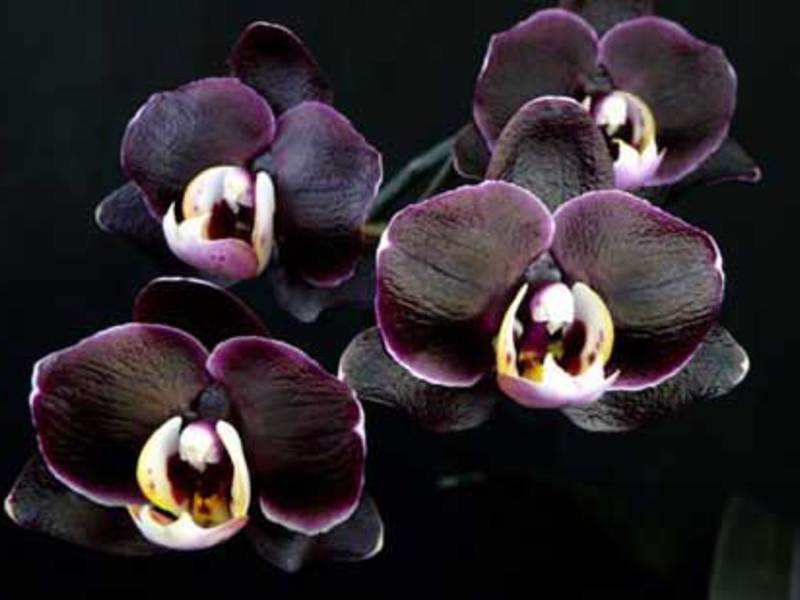 Сортове черни орхидеи