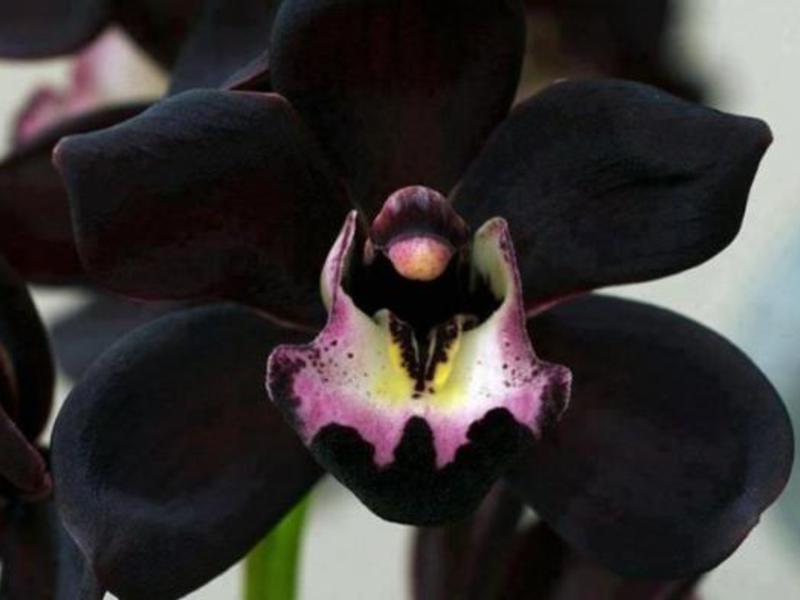 Описание на цвете на черна орхидея