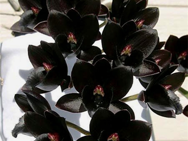 Правила за грижа за орхидеите