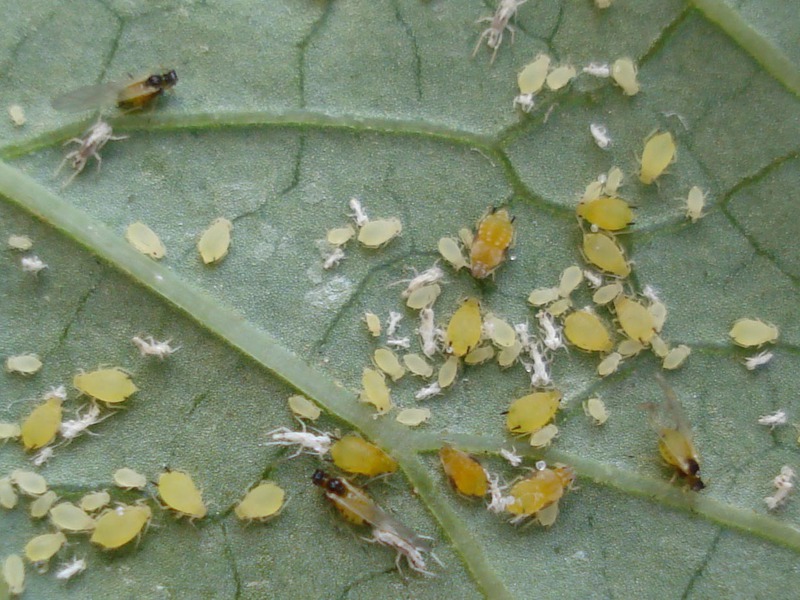 حشرات المن على ورقة نبات
