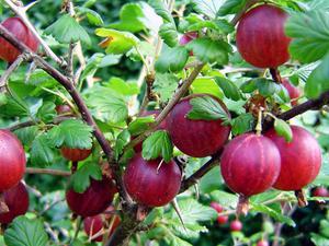 Засаждане на цариградско грозде на открито и характеристики за грижи