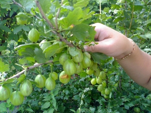Популярни сортове цариградско грозде