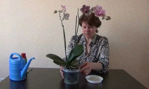 Съвети от опитни цветари за това как правилно да поливате орхидеи у дома