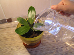 Нюансите на избора на вода за поливане на орхидеи