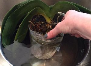 Правила за поливане на орхидеи чрез потапяне във вода