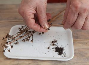 Отглеждане на иглики у дома от семена, събрани в градината