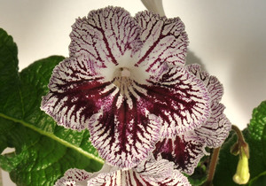 Най-популярните сортове цвете стрептокарпус