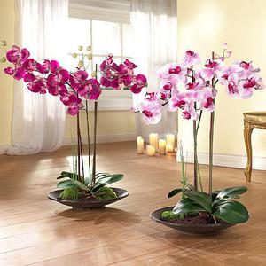 Как да отглеждаме орхидеи у дома