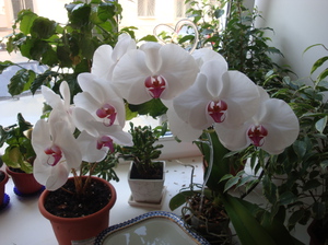 Как да отглеждаме орхидея у дома
