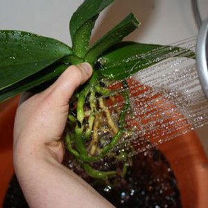 Как се полива орхидея