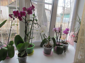 Торове за орхидеи