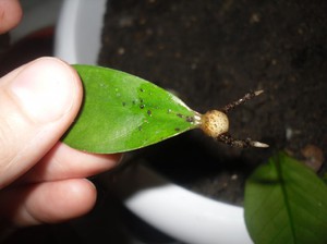 Размножаване на замиокулкас: лист и по други начини