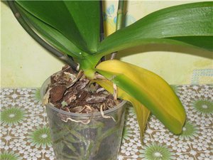 Листата на орхидеите пожълтяват