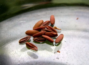 Особености при избора на семена на здравец и подготовката им за засаждане