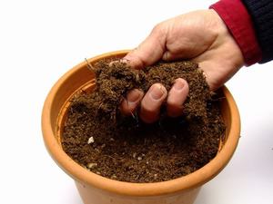 Описание на метода за подготовка на почвата за засаждане на семена от пеларгоний у дома