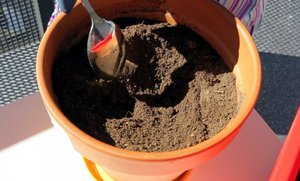 Нюансите на избора на капацитет и подготовка на почвата за пресаждане на фикус