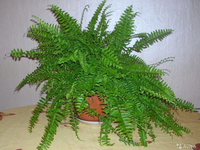 Растението папрат може да се държи в саксия в апартамент.