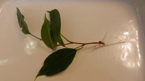 Ficus Benjamin се размножава чрез резници
