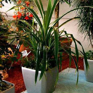 Pandanus у дома - как да отглеждате растение правилно?