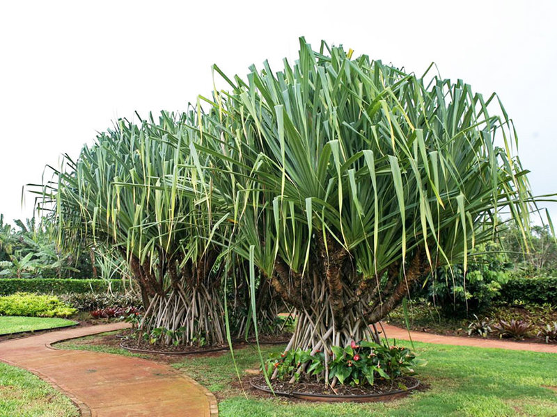 Pandanus Veicha е голямо растение, понякога наричано палмово дърво.