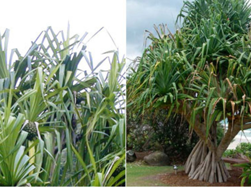 Панданус Сандера е тропическо растение, което се отглежда в домове и офиси като декоративно растение.